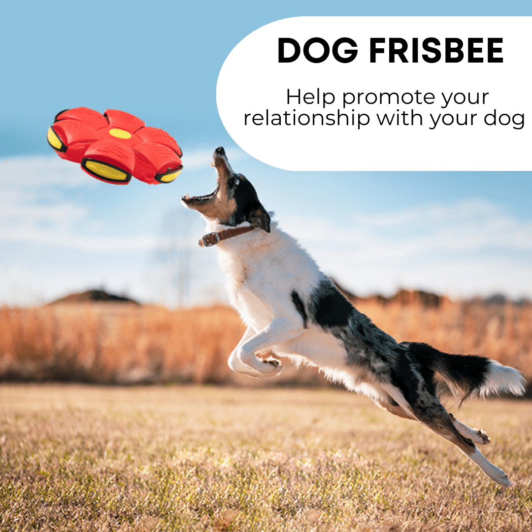 Dog Frisbee - 39K9